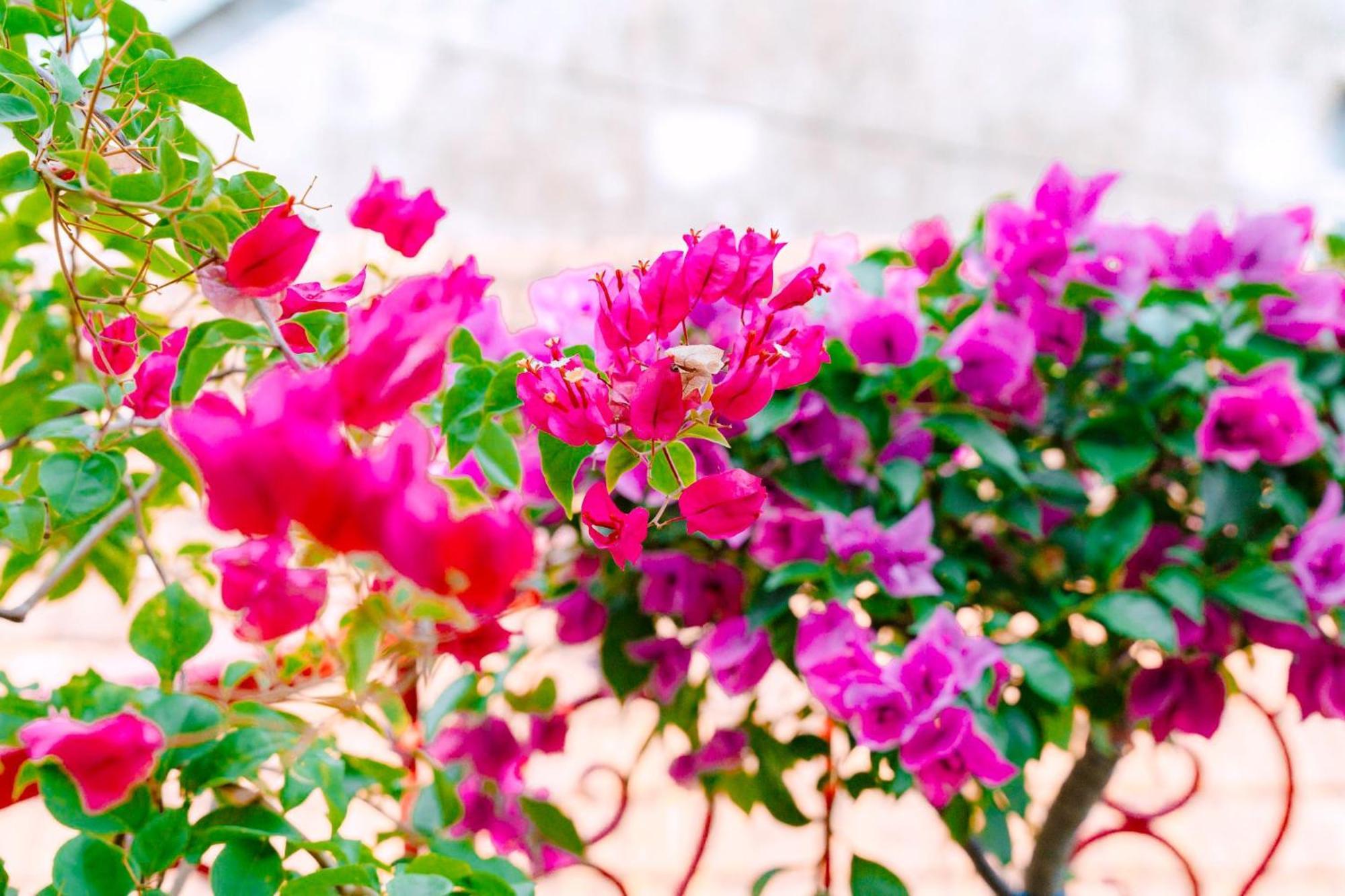 Homestay Ruby Phu Yen